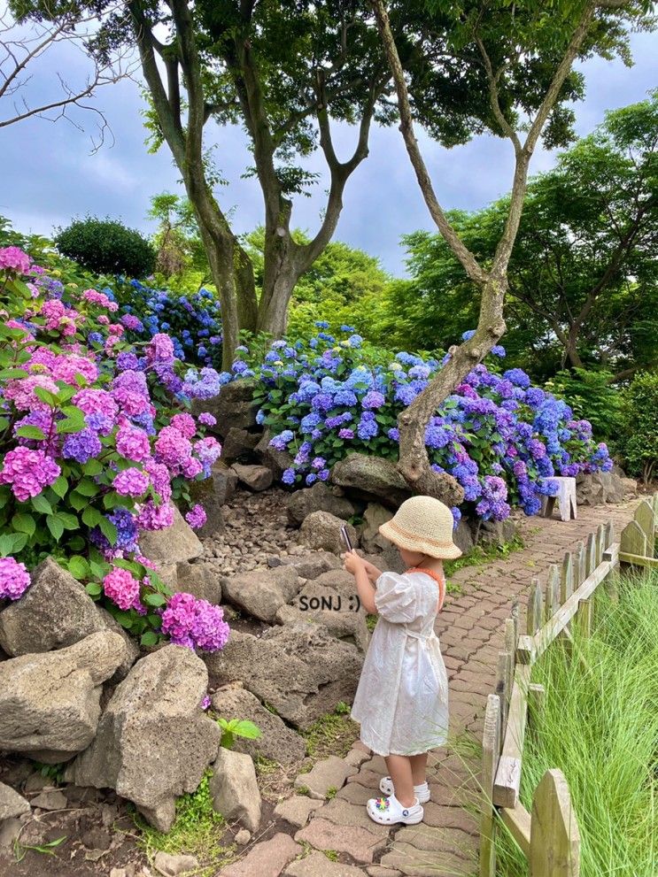 제주 수국 마노르블랑 예스키즈존 & 수국 명소 정리