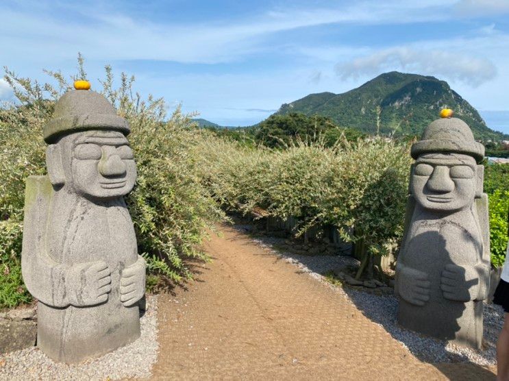 제주) 형형색색의 수국이 예쁜 카페 [마노르블랑]