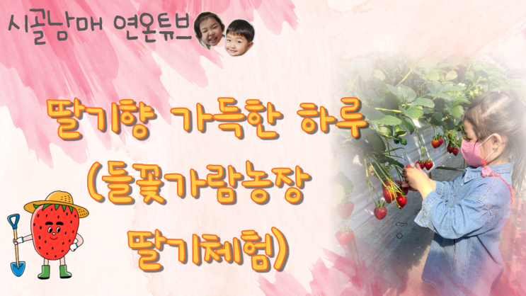 [들꽃가람농장] 딸기따기 체험 (feat. 딸기청, 딸기쵸코, 딸기크로플)