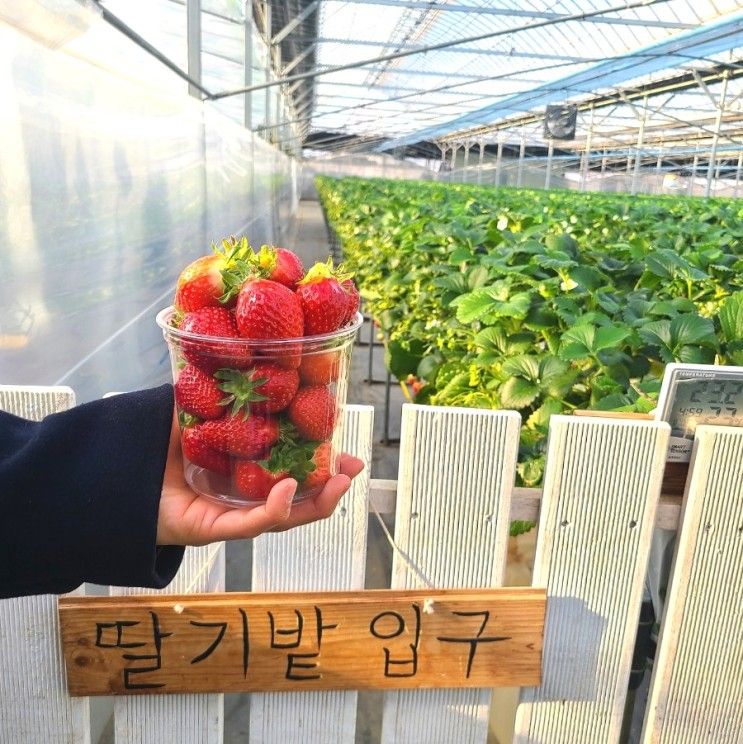 연천여행 들꽃가람농장 딸기따기체험 이색데이트 경기도 가볼만한 곳으로 딱이야 🍓