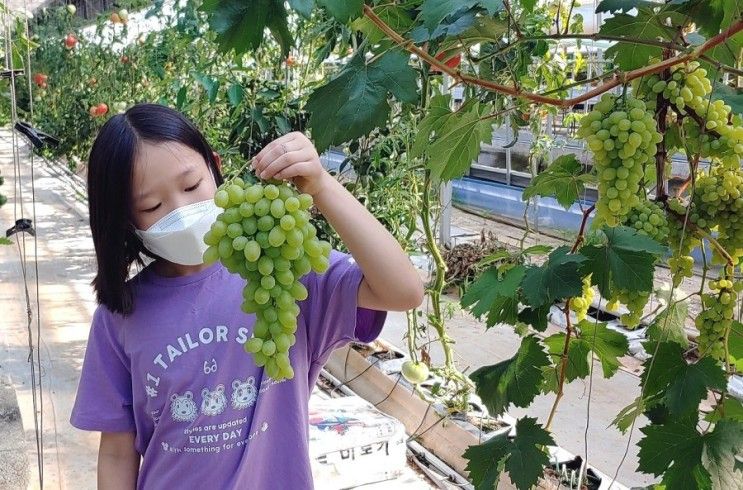 복수박 청포도 토마토 수확체험 연천 "들꽃가람농장"