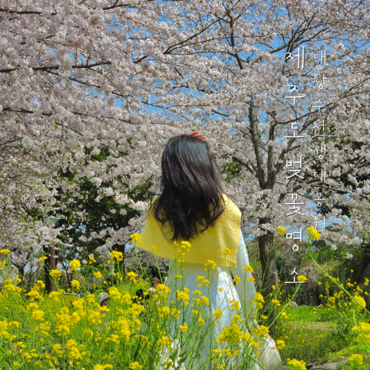 제주도 서귀포 벚꽃명소 대왕수천예래생태공원 개화상태