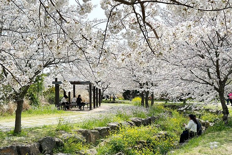 서귀포벚꽃구경. 대왕수천예래생태공원 벚꽃(3월 28일, 주차장)