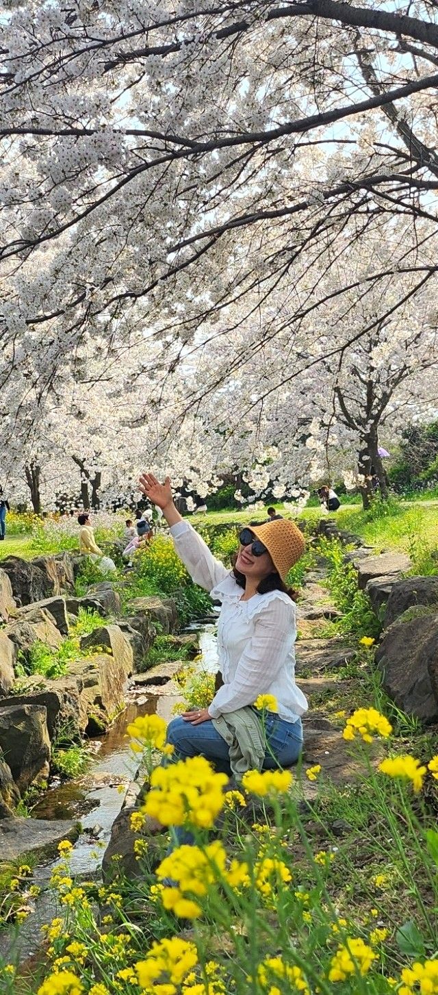 제주 가볼만한 최고의 벚꽃 명소 추천 대왕수천 예래생태공원