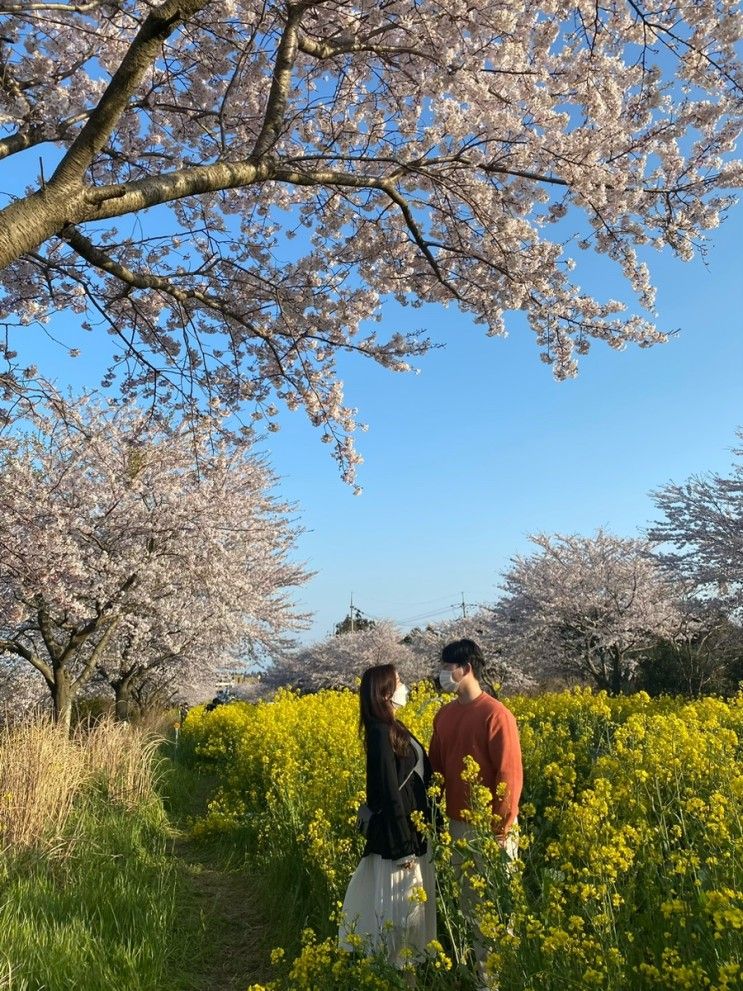 벚꽃 팝콘 명소: 녹산로 유채꽃 도로, 대왕수천 예래생태공원