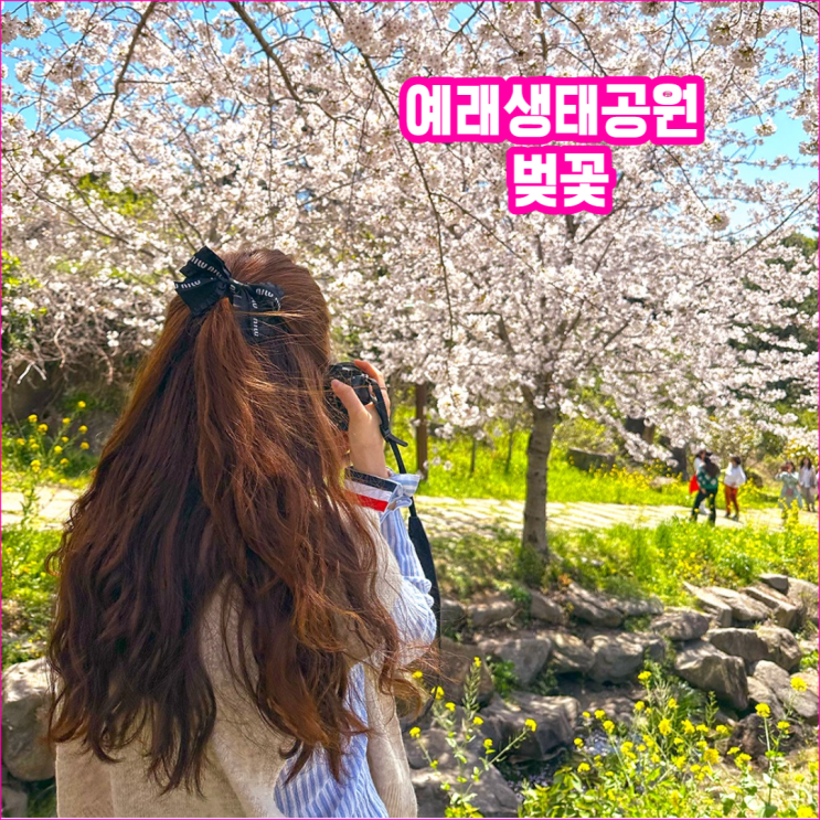 제주 봄꽃 놀이 끝판왕 | 대왕수천 예래생태공원
