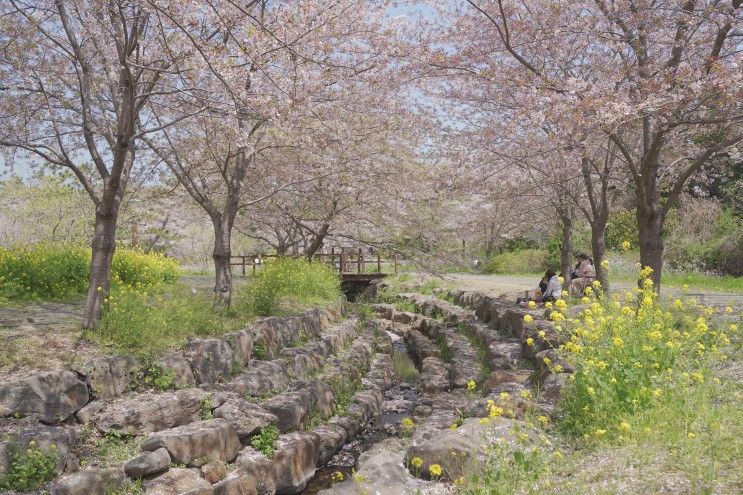 제주벚꽃 명소 , 제주 녹산로 벚꽃 & 대왕수천 예래생태공원
