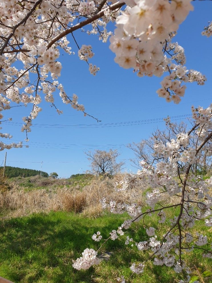 제주벚꽃 20230327 실시간  - 대왕수천 예래생태공원