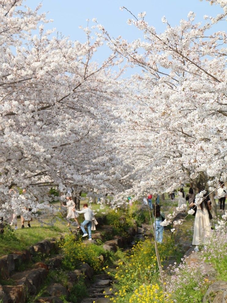 제주 벚꽃 절정 대왕수천 예래생태공원