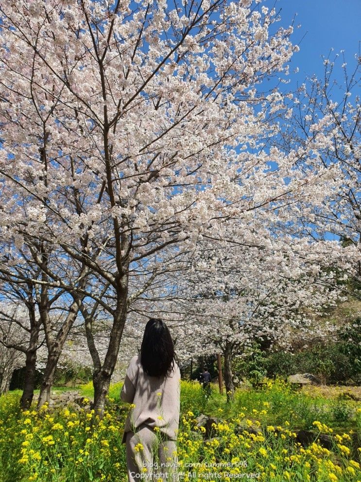[서귀포] 벚꽃 명소 개화현황 - 대왕수천예래생태공원