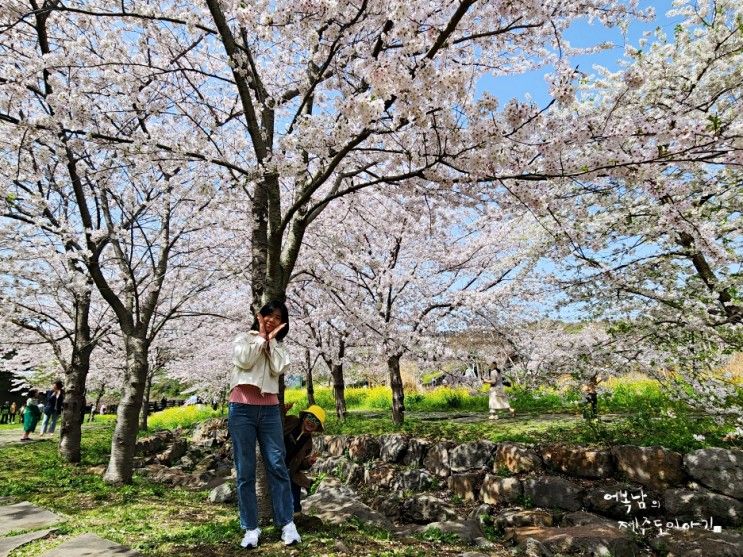 서귀포 벚꽃 명소 제주 대왕수천 예래생태공원