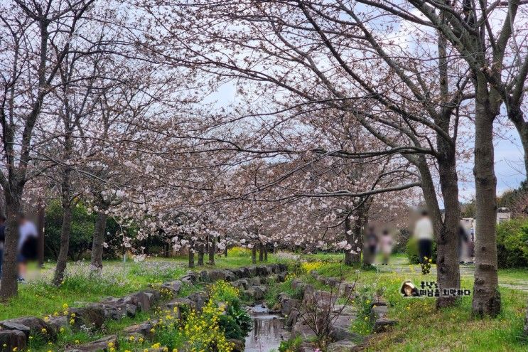 [대왕수천 예래생태공원] 서귀포 벚꽃명소 (중문근처)...