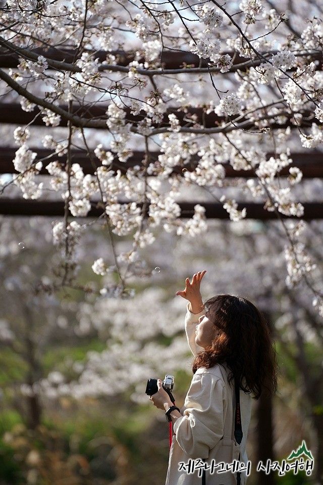 4월 꽃구경 제주도 벚꽃 명소 제주 대왕수천 예래생태공원