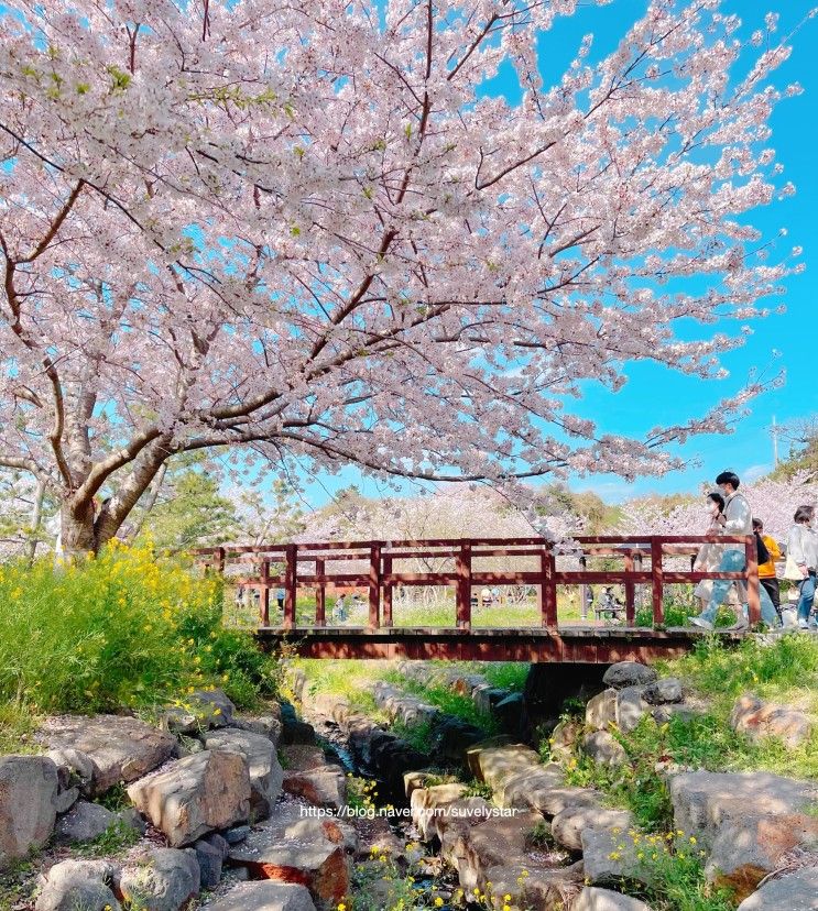 제주 벚꽃 명소 제주 대왕수천예래생태공원