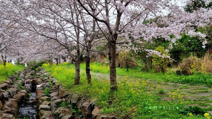 대왕수천 예래생태공원 - 여린빛 벚꽃과 유채꽃