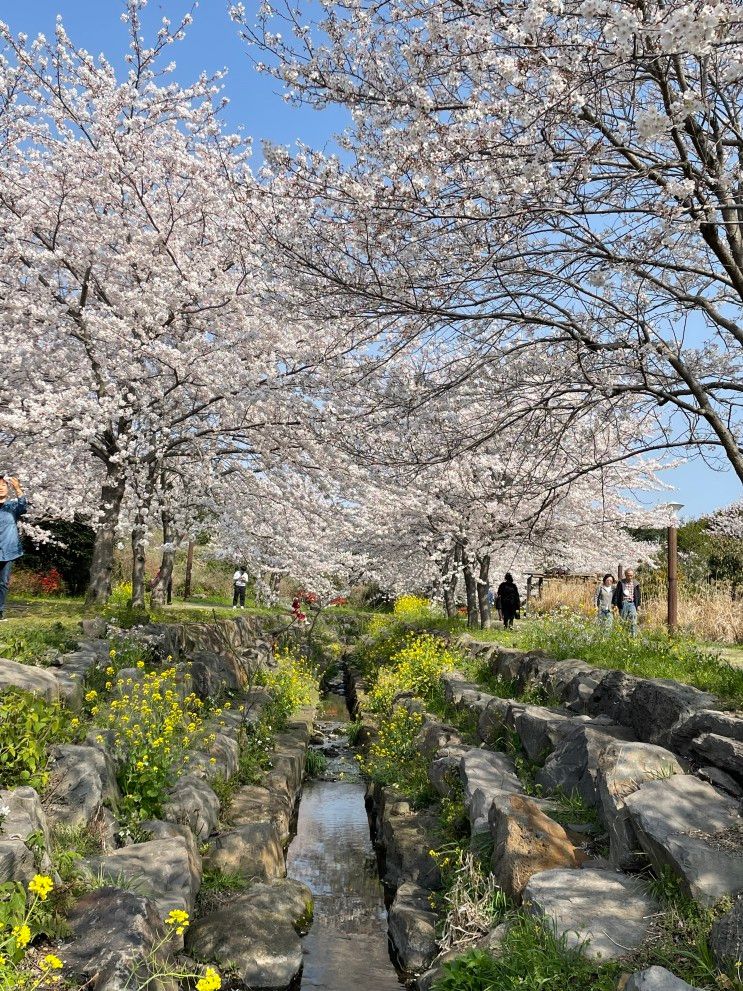제주도 벚꽃명소 대왕수천 예래생태공원 벚꽃 실시간(23.03.28)