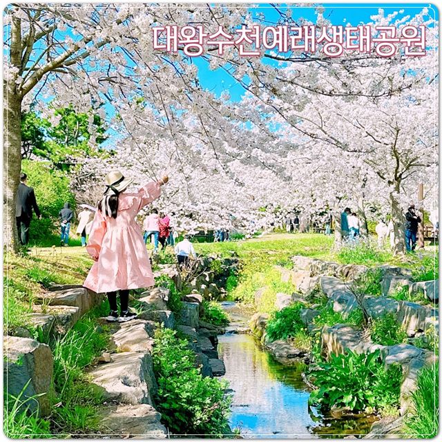 제주 봄여행 필수 코스 서귀포 벚꽃 대왕수천예래생태공원