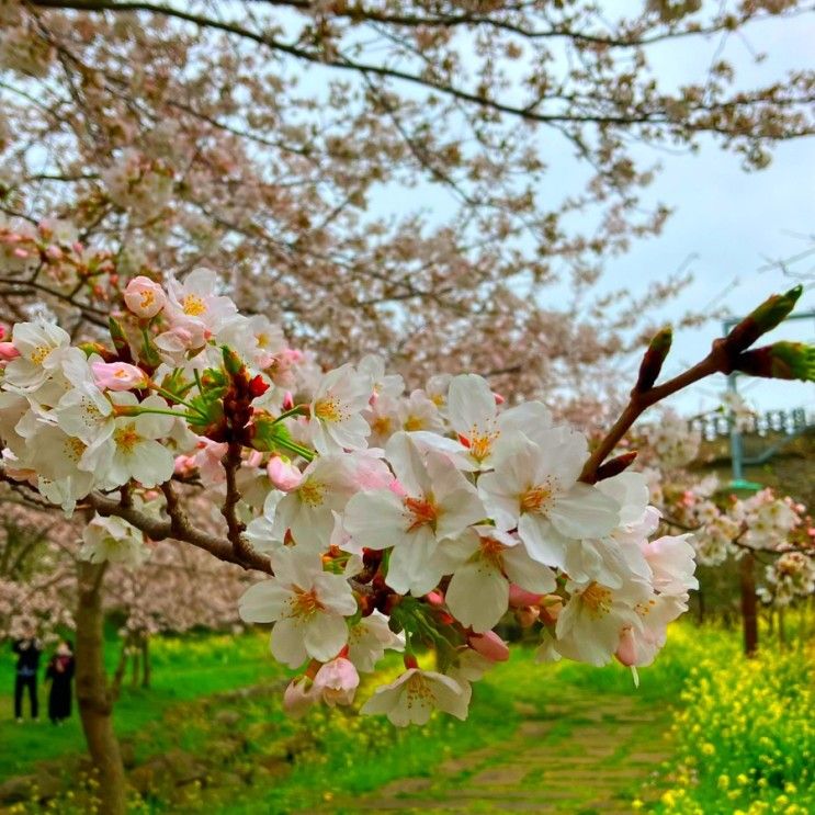 대왕수천예래생태공원, 제주 서귀포 벚꽃 명소 벚꽃과 유채꽃이...