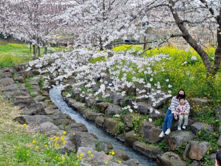 서귀포 벚꽃 유채꽃 명소, 대왕수천 예래생태공원
