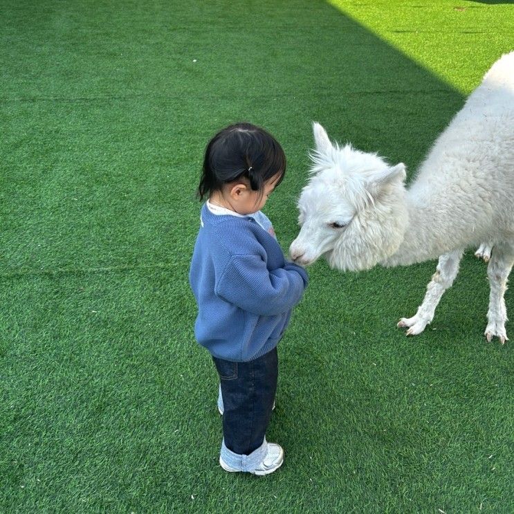 천안ㅣ알파카 만날 수 있는 실내동물원, 해피애니멀