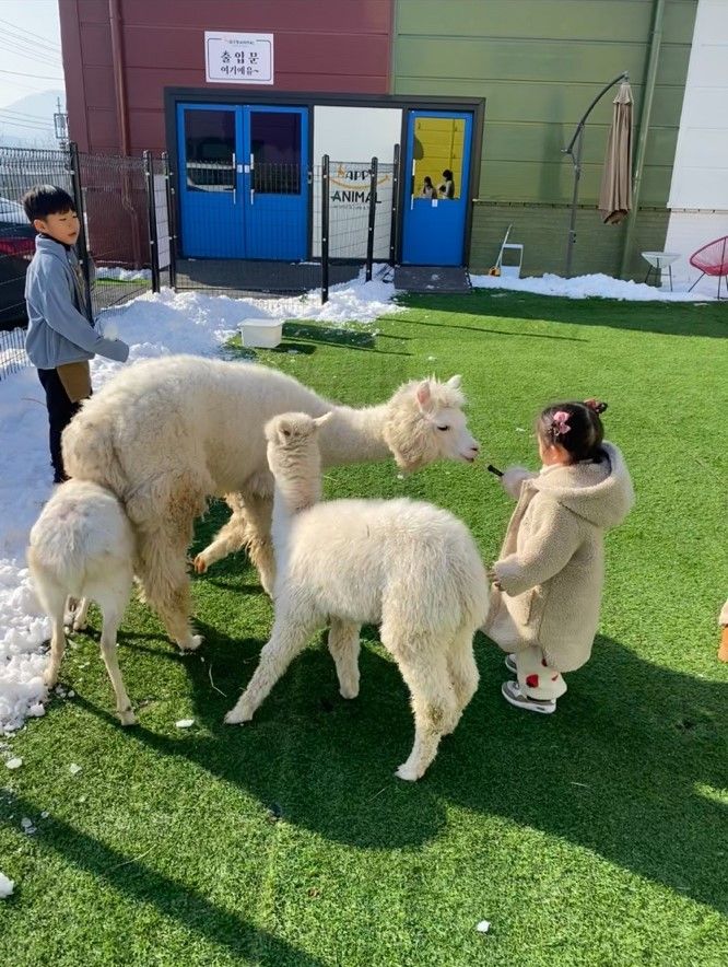 천안 실내 동물 카페 해피애니멀 후기