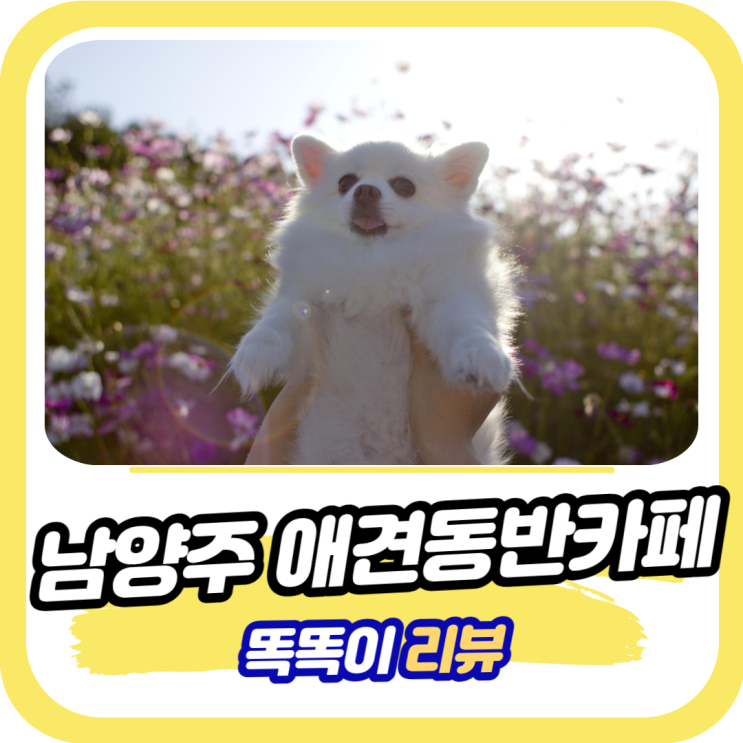 남양주 애견동반카페 평온한 힐링 카페숲숲