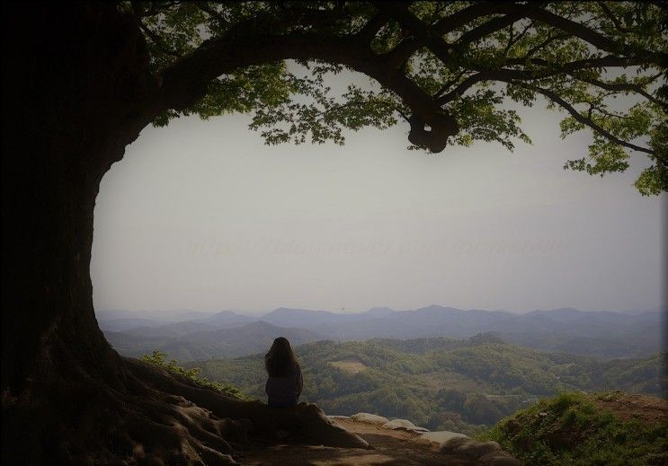 가볼만한곳 부여 사랑나무 성흥산성 사랑나무 서동요 테마파크