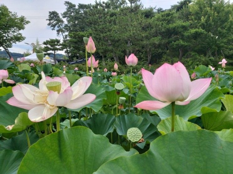 부여 궁남지 연꽃, 서동요 테마파크 - 부여 가볼만한 곳