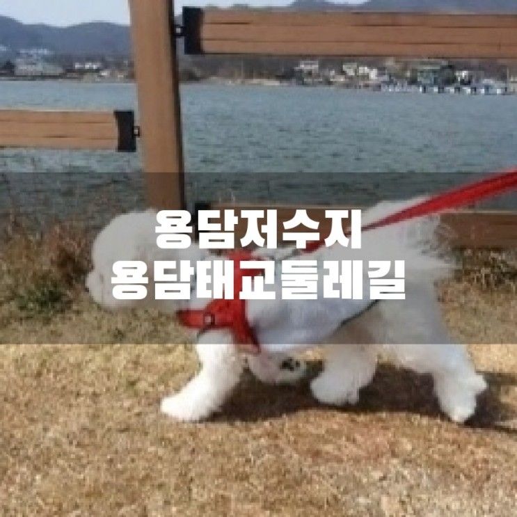 [강아지 가자] 용담저수지 용담 태교 둘레길 조용히 저수지 한...