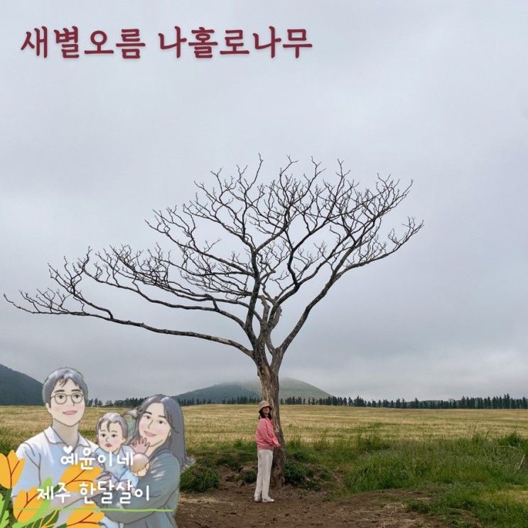 돌아기와 제주 한달살기 :: 새별오름 근처 나홀로 나무 _ 제주 사진명소 / 주차정보