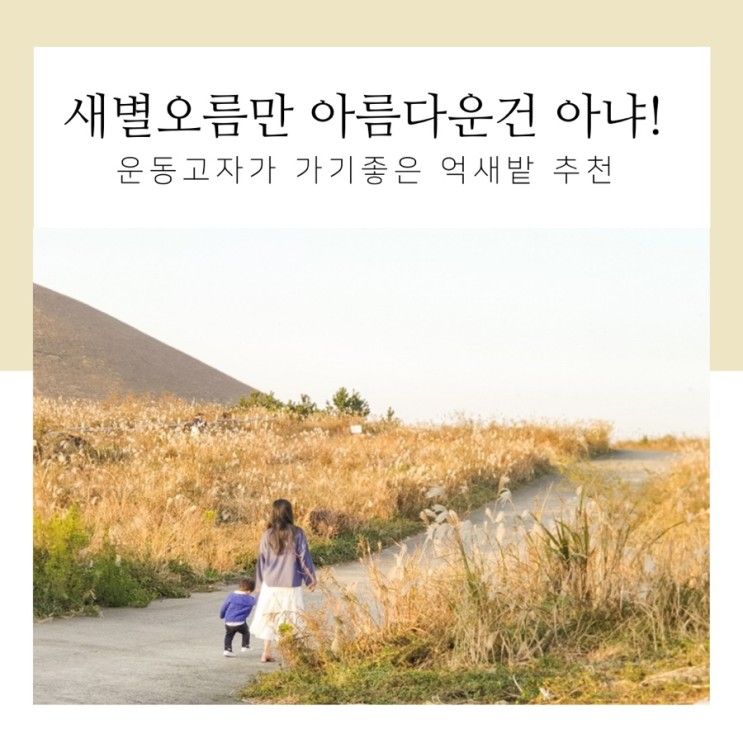 새별오름 억새밭 올라가지 않아도 멋져