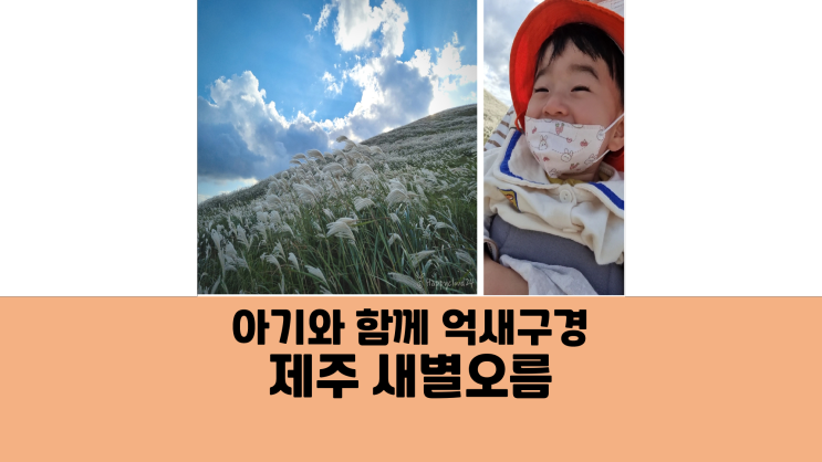 3살 아기와 제주 새별오름 억세게 억새구경