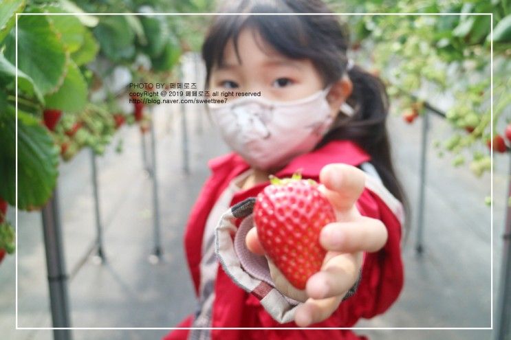 여주 딸기체험 가볼만한곳 피크니코 딸기농장 즐거운 여행