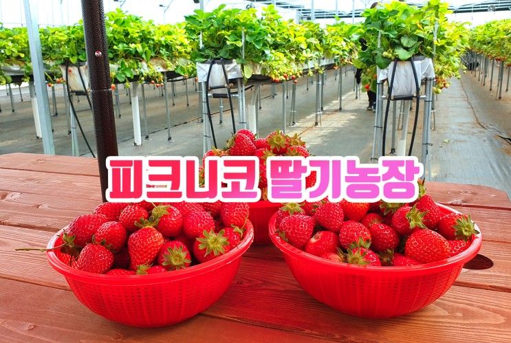 피크니코 여주 팜스테이 딸기농장 체험