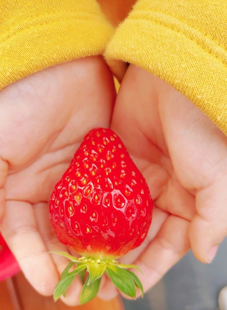 딸기가좋아!!피크니코🍓(with.연양정원🥪)