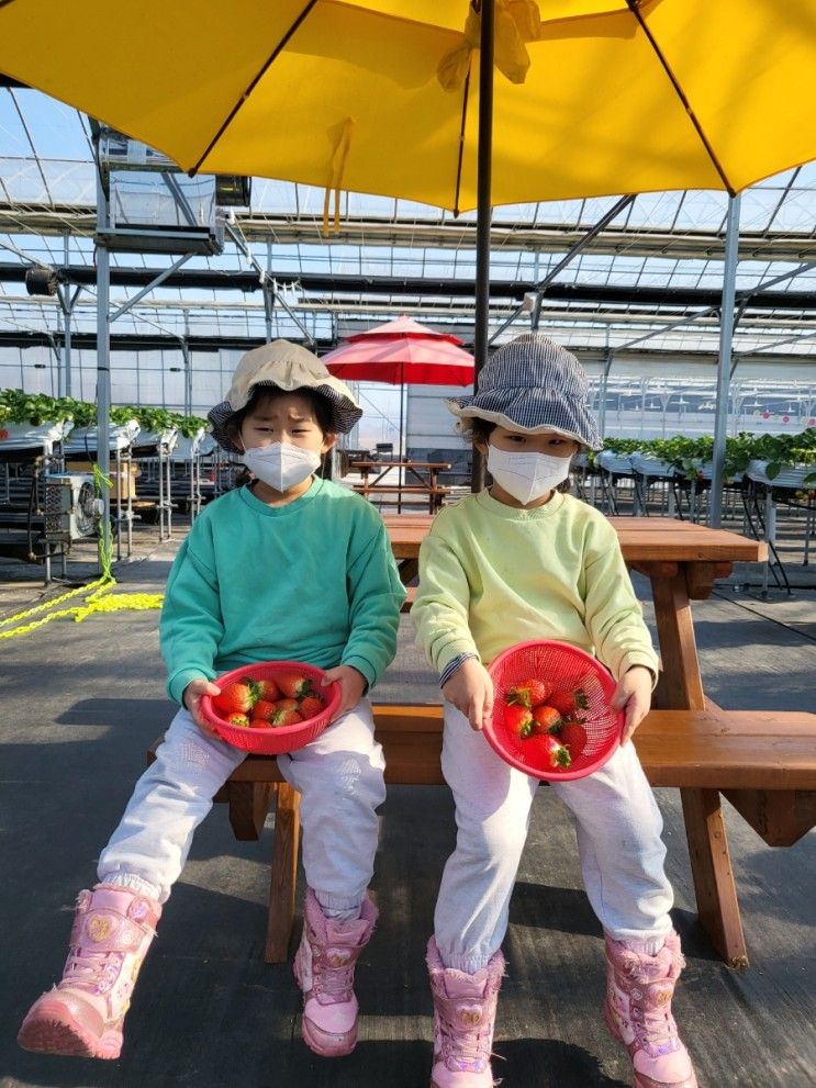 피크니코 딸기체험♡