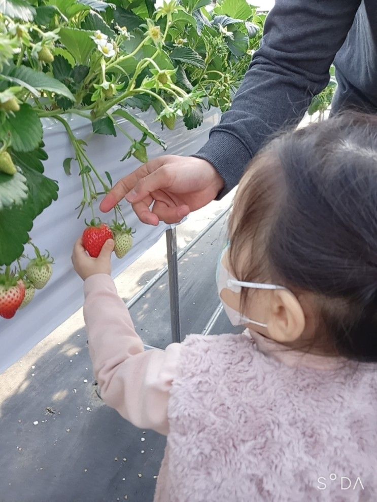 여주 피크니코, 34개월 아가와 딸기농장 체험