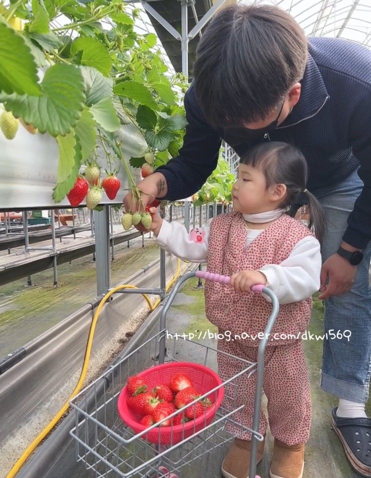 [경기 여주] 아기랑 서울 근교 딸기농장체험'피크니코'