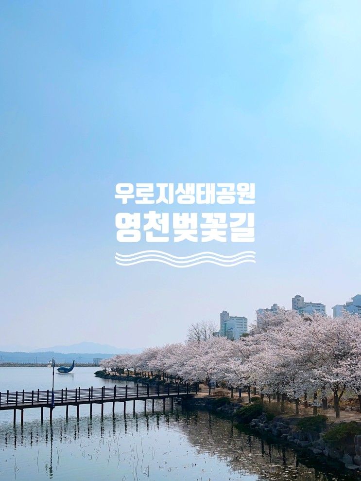 [영천_우로지 자연 생태공원] 영천에서 벚꽃길 걷기^^_영천...