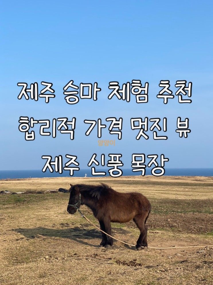 아이랑 제주 승마체험/ 친절하고 합리적인 신풍 목장 승마체험...