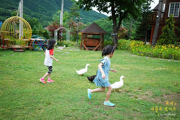 수영장 있는 키즈펜션 숲속의 요정 * 평창 7월 여행 (8y)