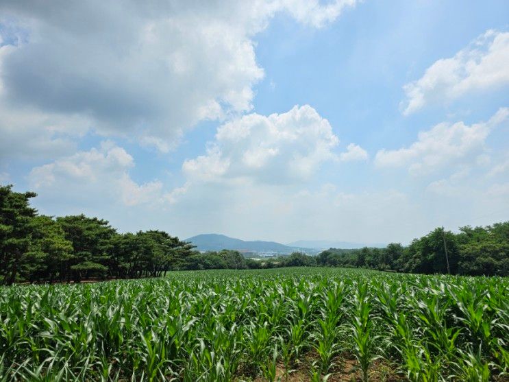 용인 농도원목장 젖짜기체험 치즈만들기 아이스크림 만들기...