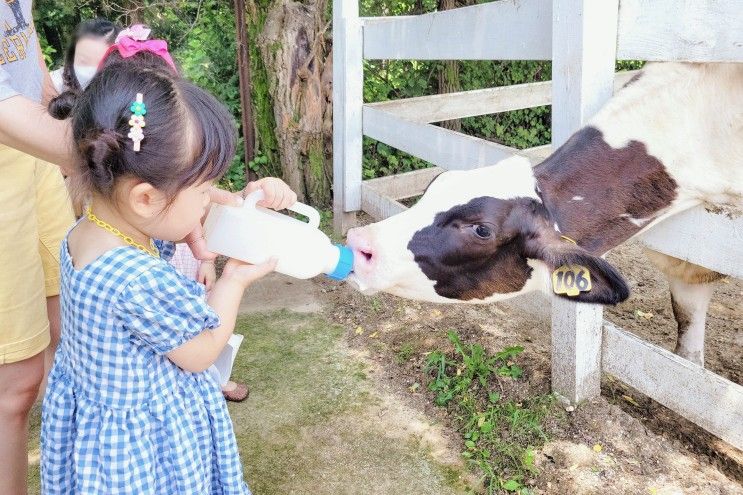 용인 농도원목장 낙농체험 알차게 즐기기!