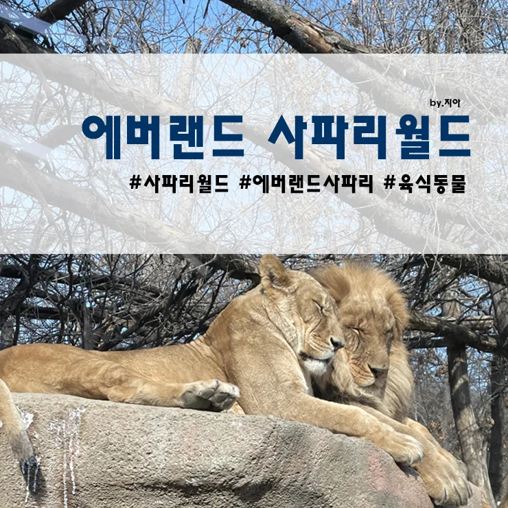 에버랜드 사파리월드 위치, 현장줄서기+일반투어 :: 꽤 가까워...