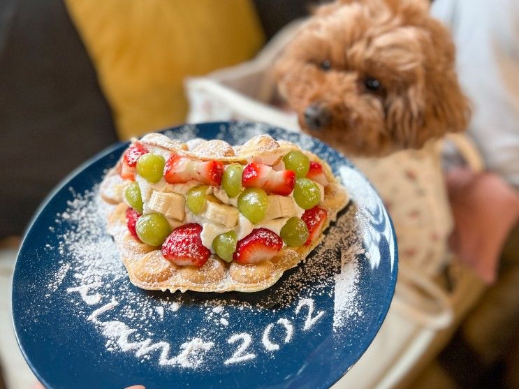 서울근교 남양주 애견동반카페 플랜트202 브런치 맛집