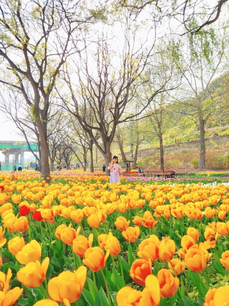 응봉역 중랑천 튤립명소 서울숲 옆 용비교 아래쉼터