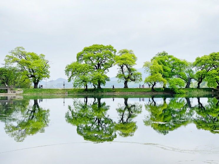 경산 반곡지, 산책하기 좋고 사진 찍기 좋은 곳 (경북관광 100선)