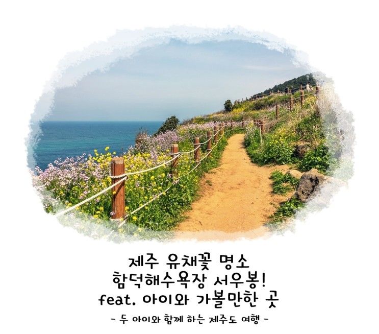 제주 유채꽃 명소 함덕해수욕장 서우봉! feat. 아이와...