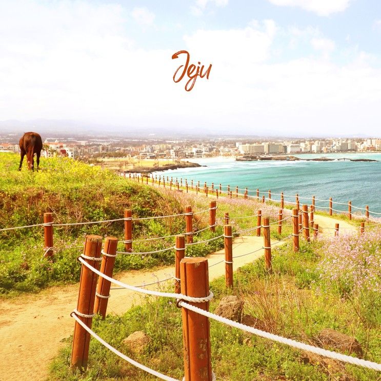 제주 함덕 서우봉 해변, 유채꽃 산책 ♬♪♩