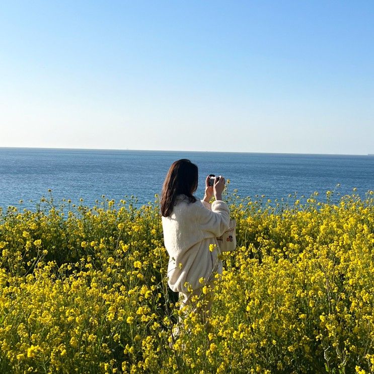 [제주여행] 제주 유채꽃 명소, 서우봉